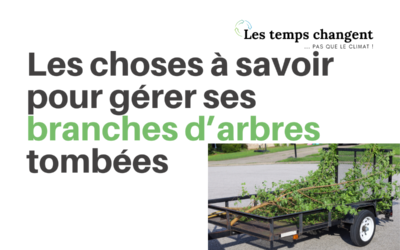 Gérer ses branches d’arbres tombées au sol